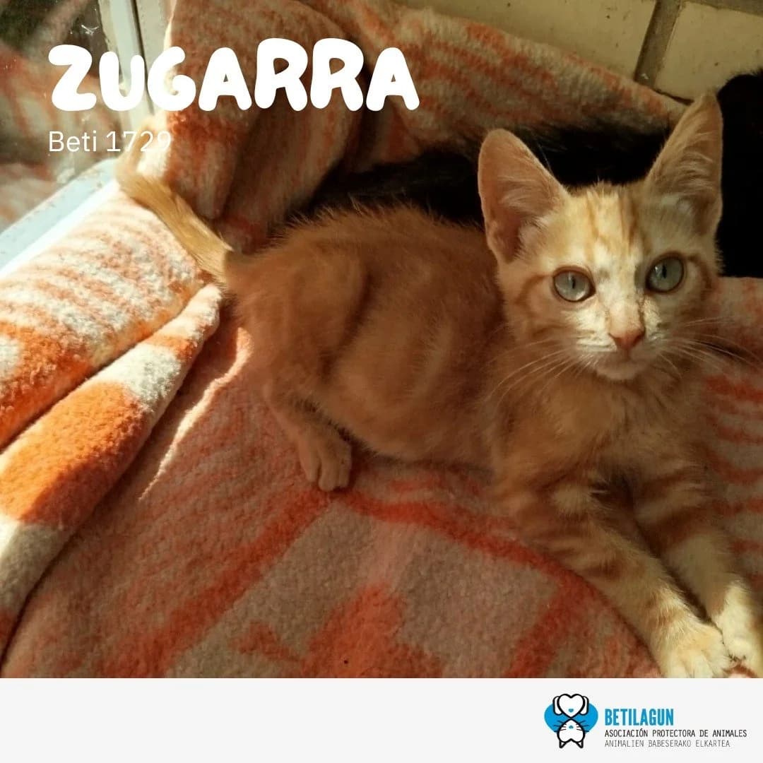 Zugarra, Mixed Breed for adoption at Betilagun