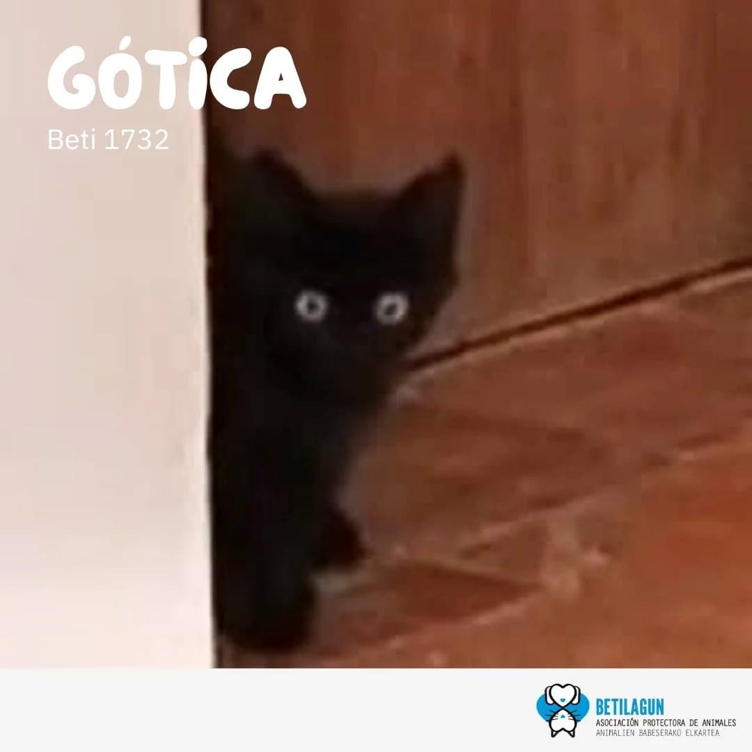 Gótica, Mixed Breed for adoption at Betilagun