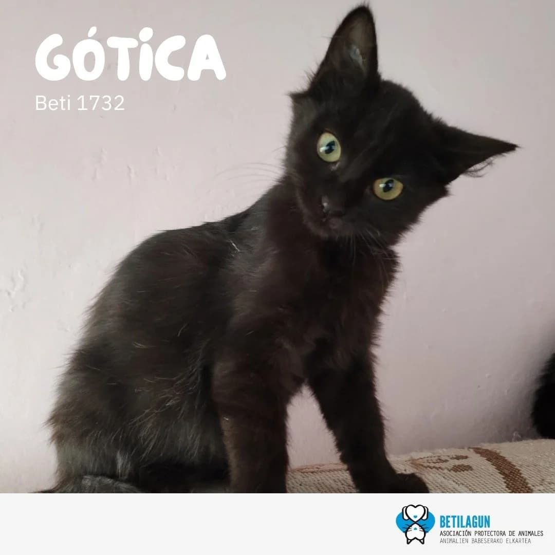 GΓ³tica, Mixed Breed for adoption at Betilagun