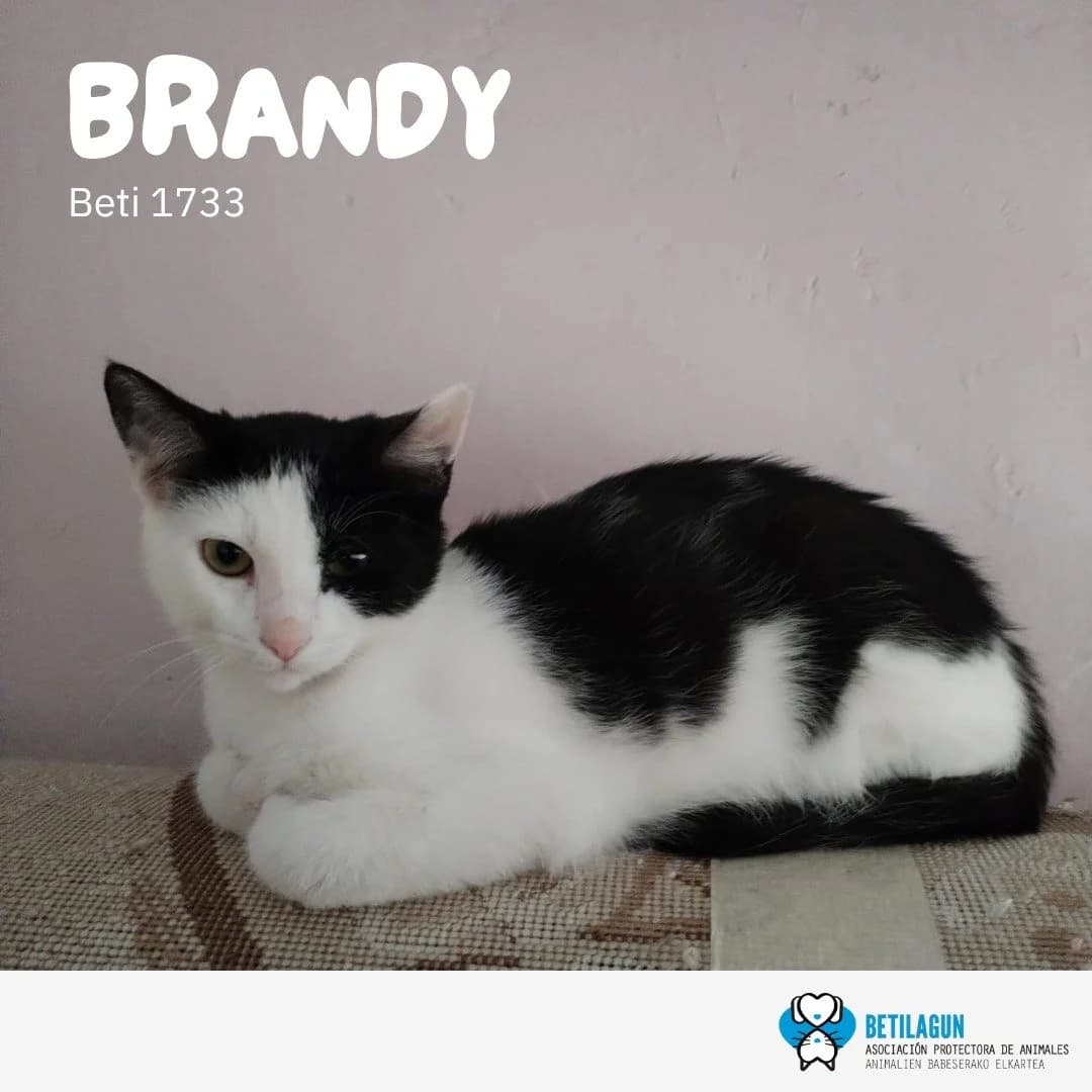 Brandy, Mixed Breed for adoption at Betilagun