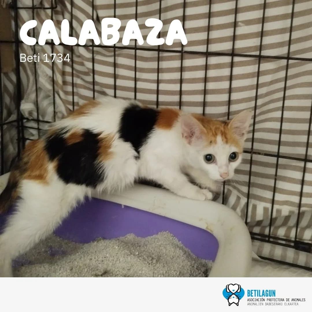 Calabaza, Mixed Breed for adoption at Betilagun