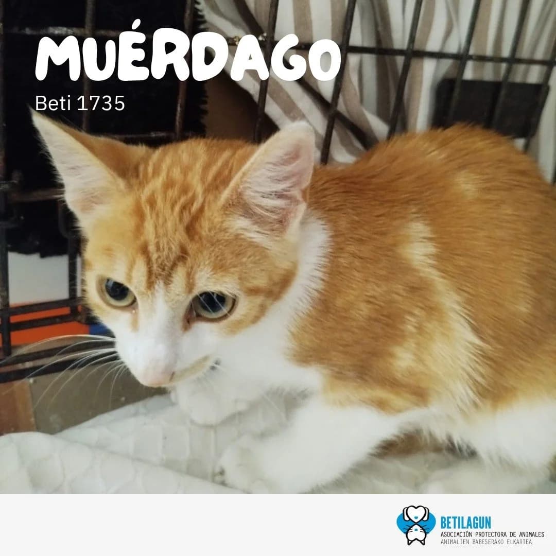 Muérdago, Mixed Breed for adoption at Betilagun