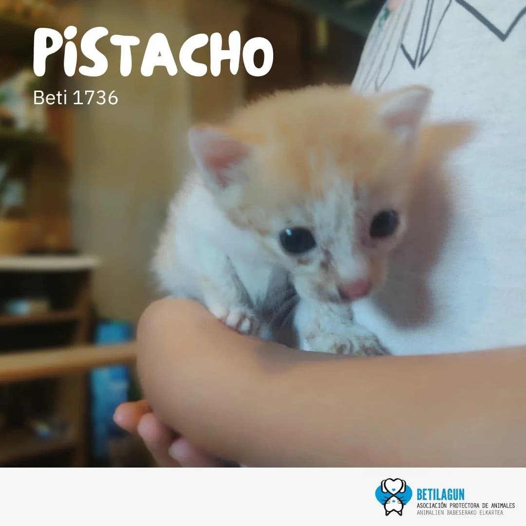 Pistacho, Mixed Breed for adoption at Betilagun