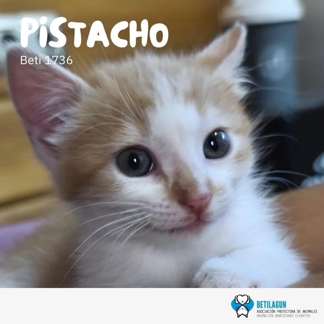Pistacho, Mixed Breed for adoption at Betilagun