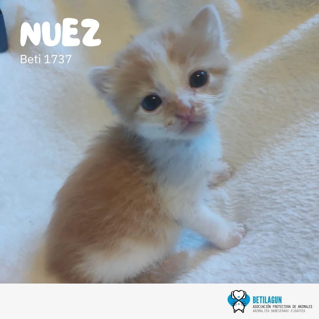 Nuez, Mixed Breed for adoption at Betilagun