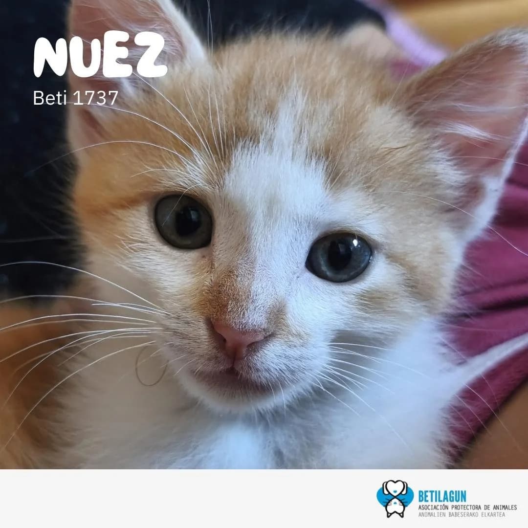 Nuez, Mixed Breed for adoption at Betilagun
