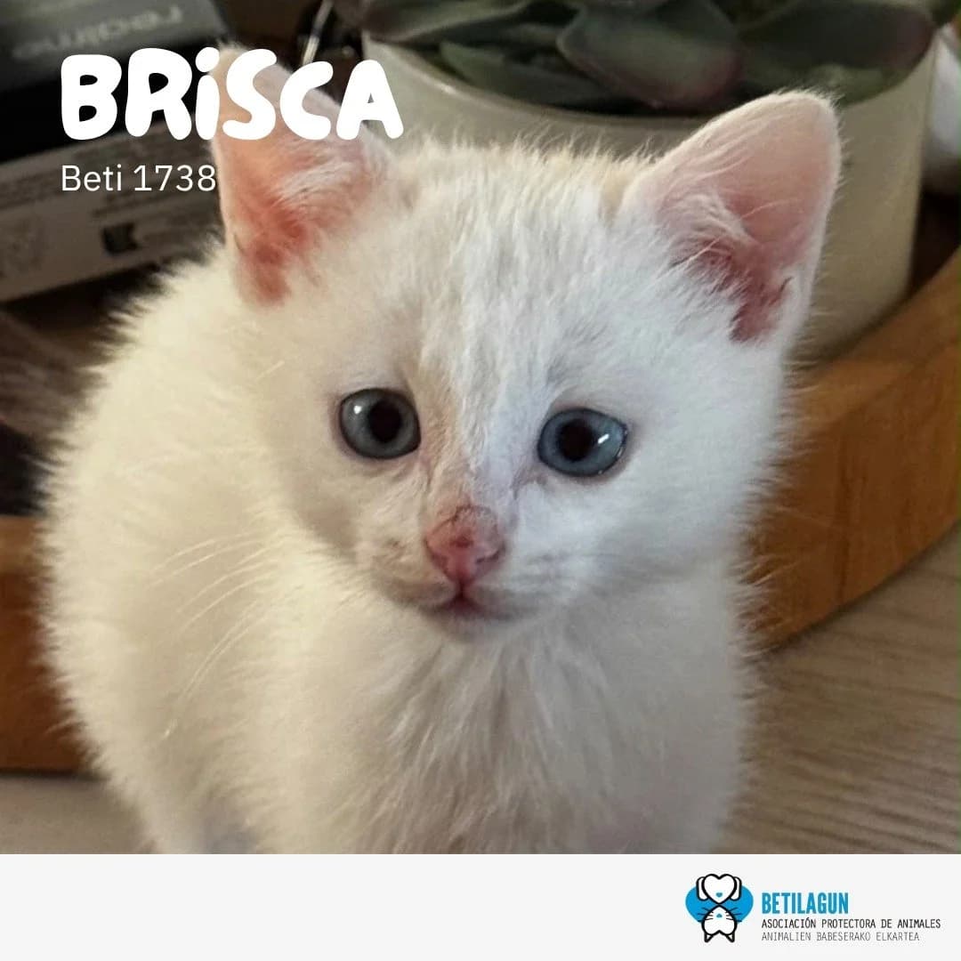 Brisca, Mixed Breed for adoption at Betilagun