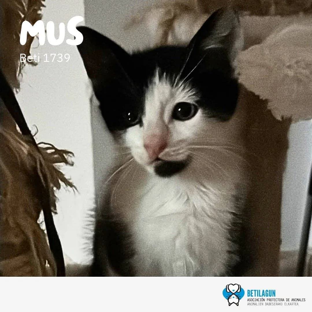 Mus, Mixed Breed for adoption at Betilagun