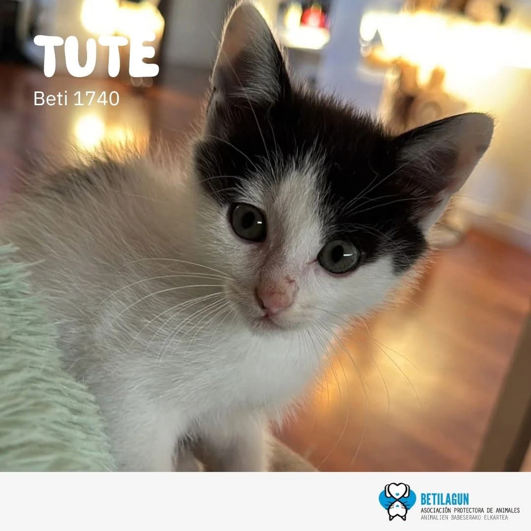 Tute, Mixed Breed for adoption at Betilagun