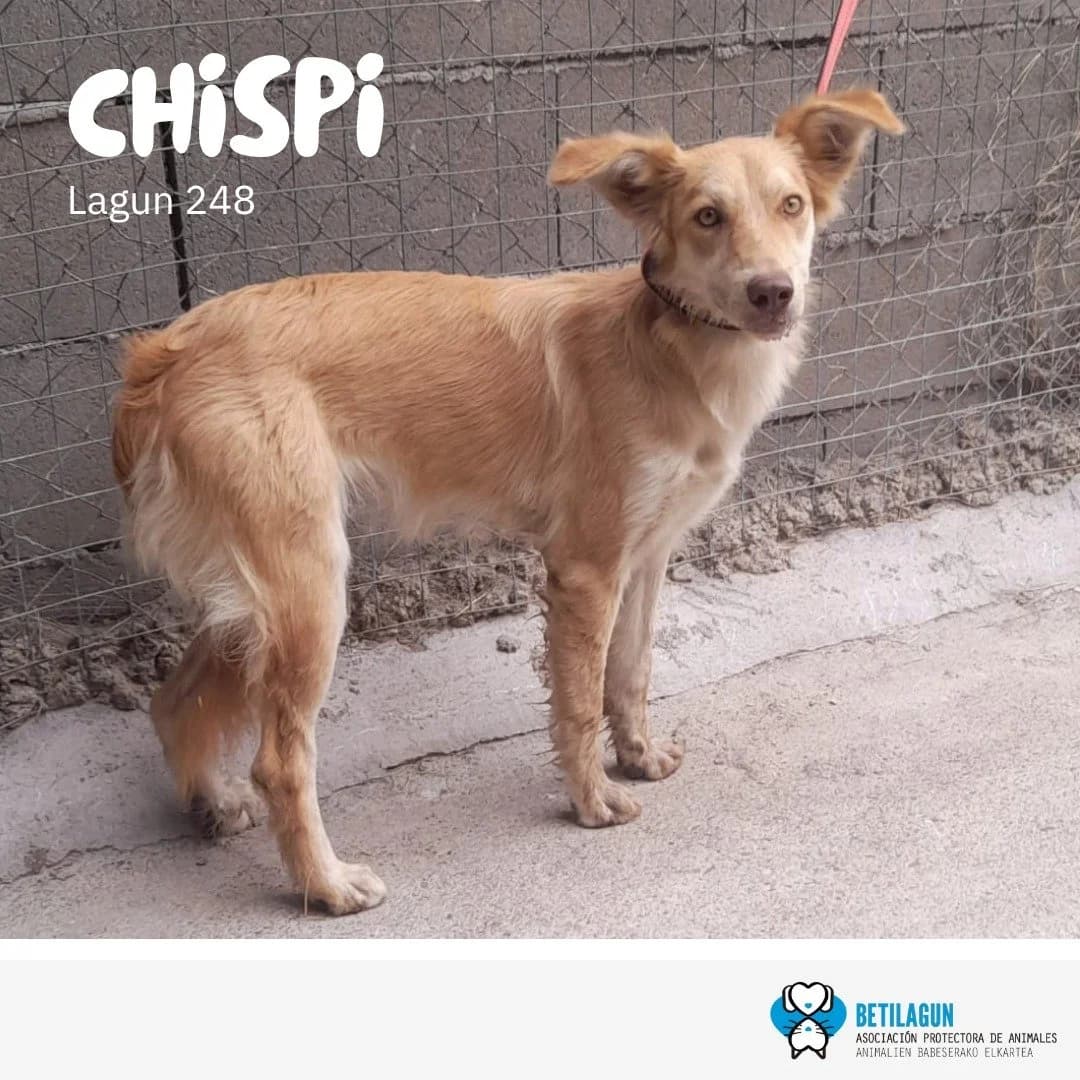 Chispi, Mixed Breed for adoption at Betilagun