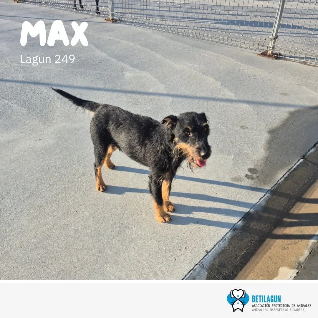 Max, Mixed Breed for adoption at Betilagun
