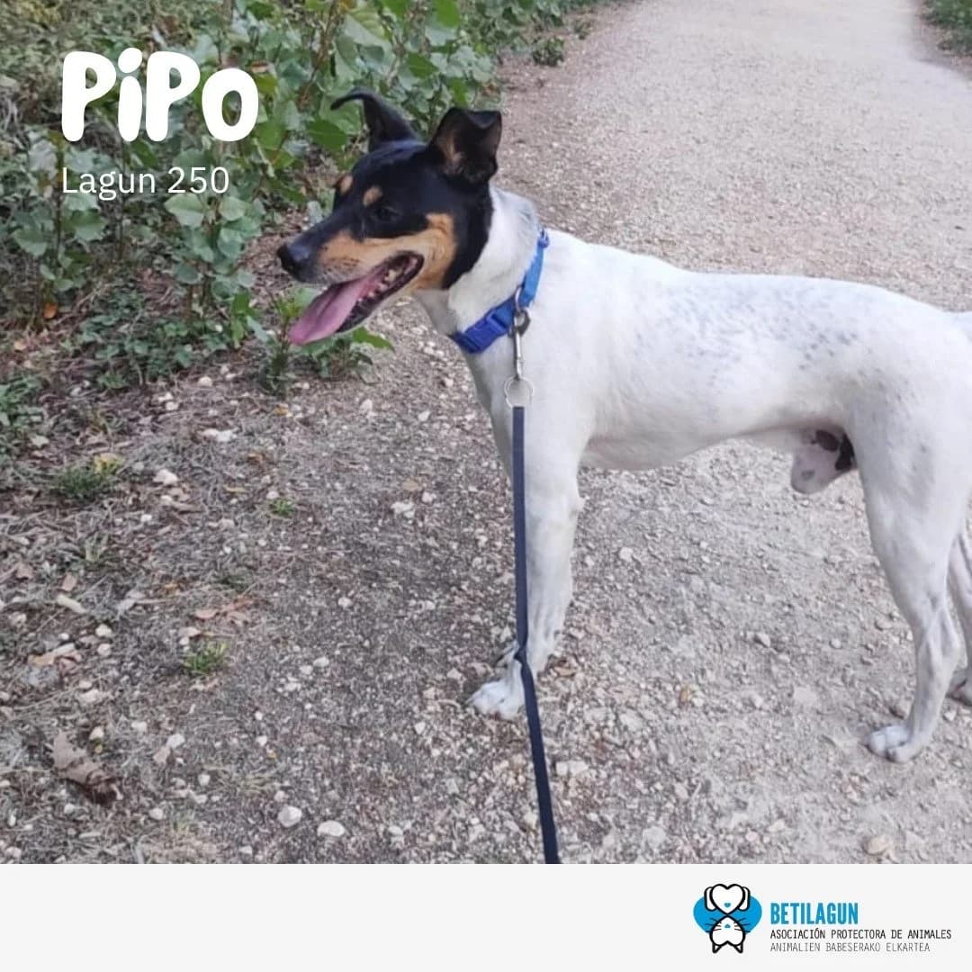 Pipo, Mixed Breed for adoption at Betilagun