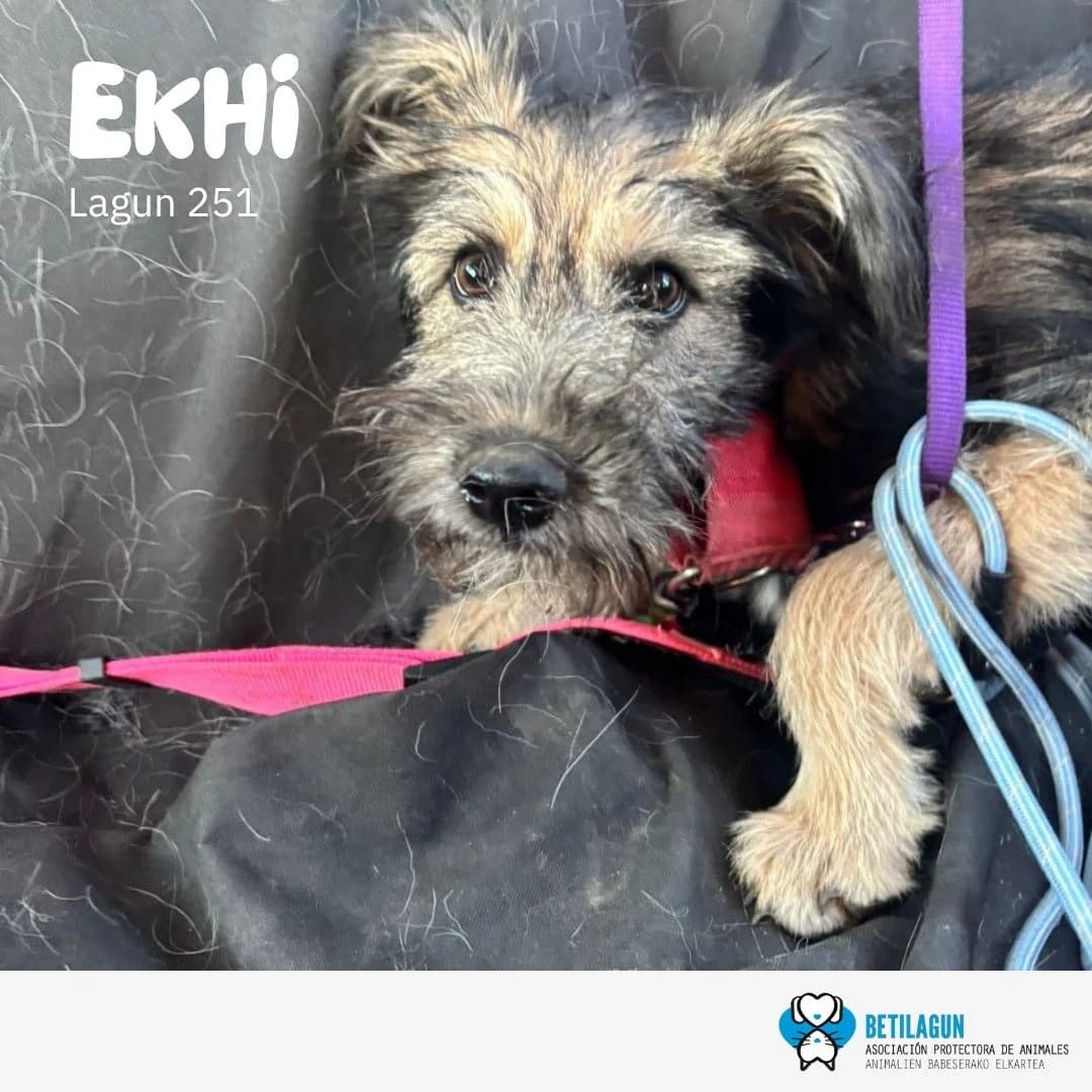 Ekhi, Mixed Breed for adoption at Betilagun