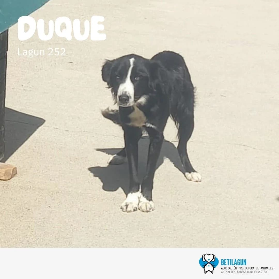 Duque, Mixed Breed for adoption at Betilagun