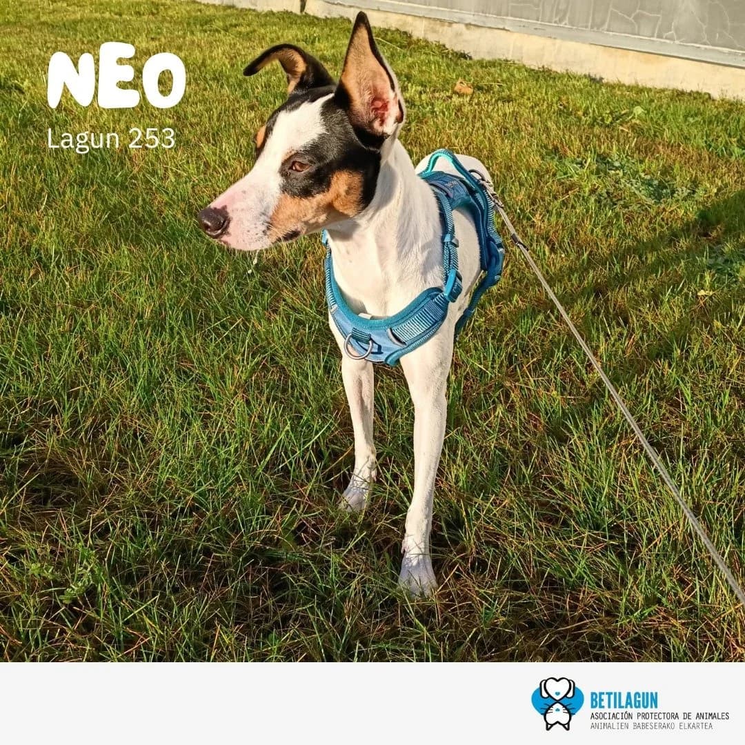 Neo, Mixed Breed for adoption at Betilagun