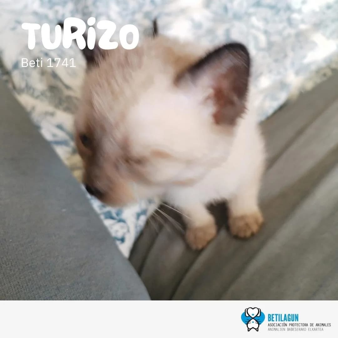 Turizo, Mixed Breed for adoption at Betilagun