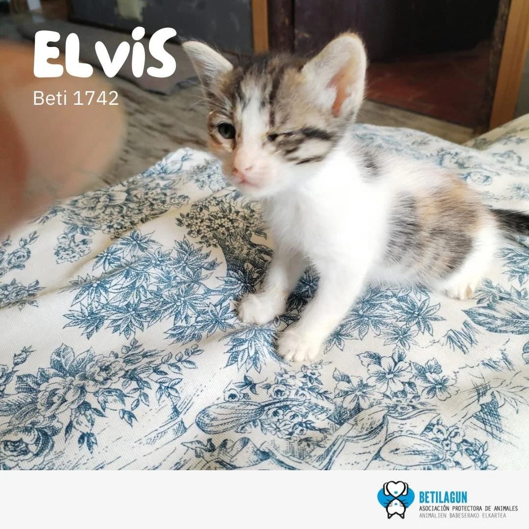 Elvis, Mixed Breed for adoption at Betilagun