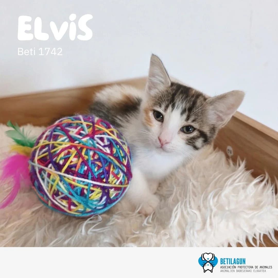 Elvis, Mixed Breed for adoption at Betilagun