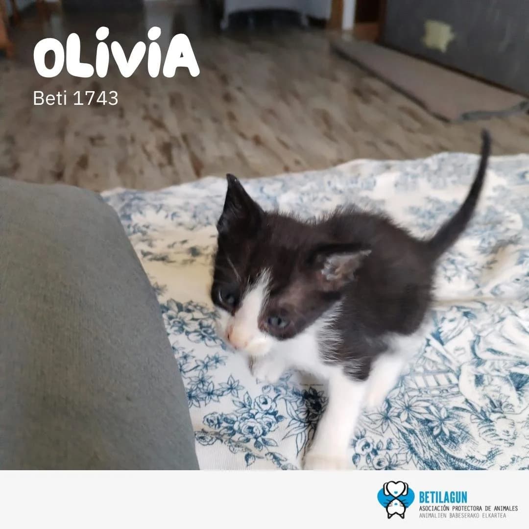 Olivia, Mixed Breed for adoption at Betilagun
