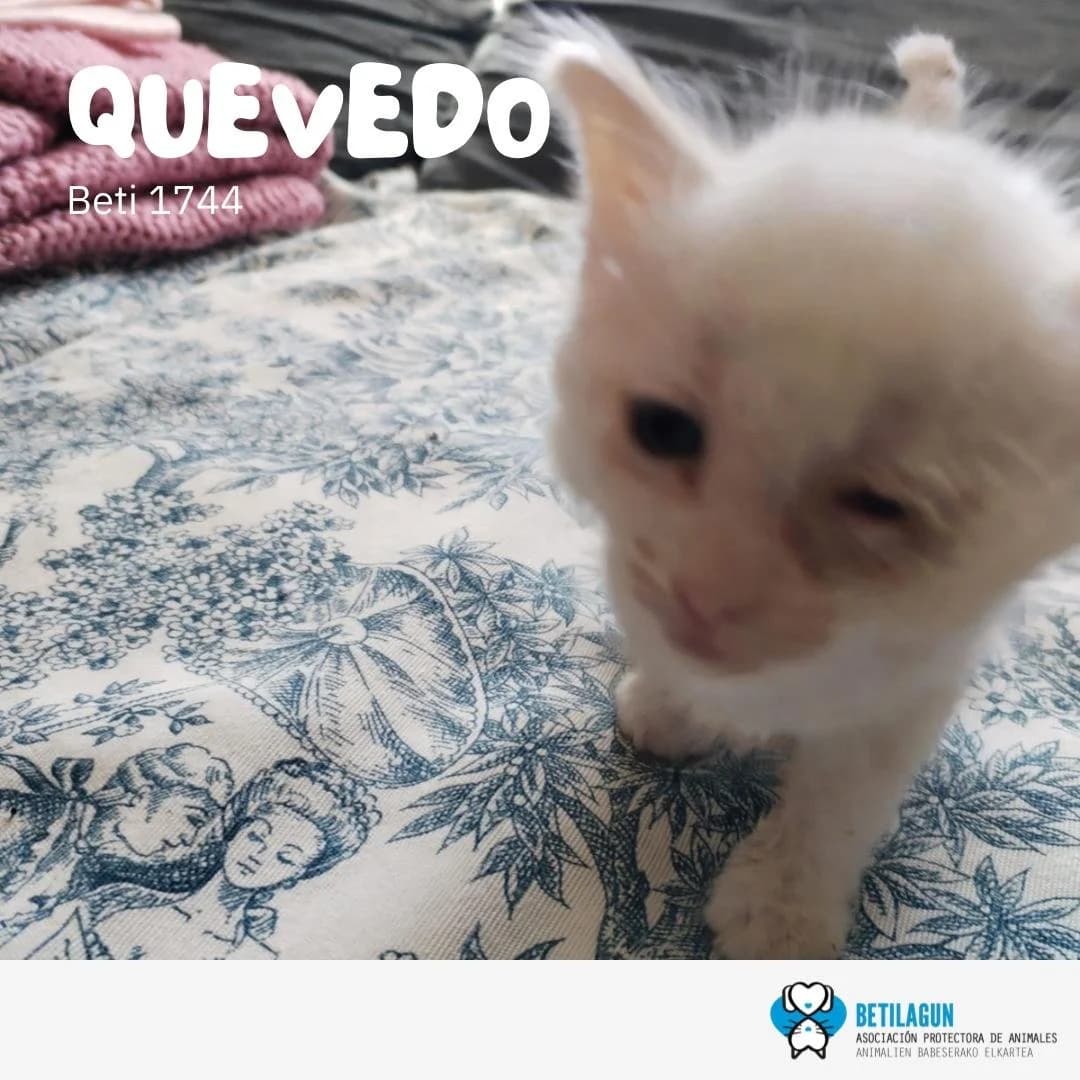 Quevedo, Mixed Breed for adoption at Betilagun