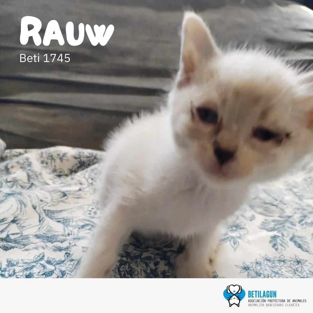 Rauw, Mixed Breed for adoption at Betilagun