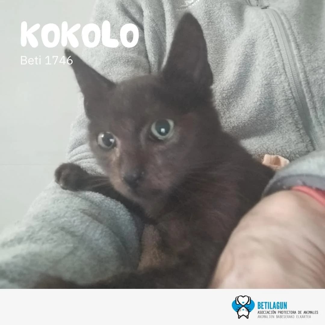 Kokolo, Mixed Breed for adoption at Betilagun
