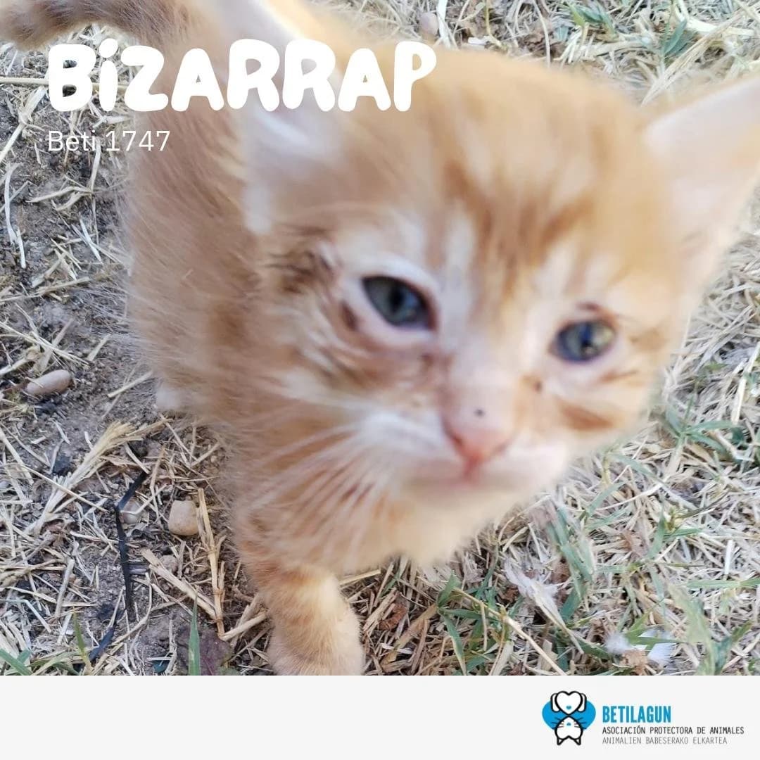 Bizarrap, Mixed Breed for adoption at Betilagun