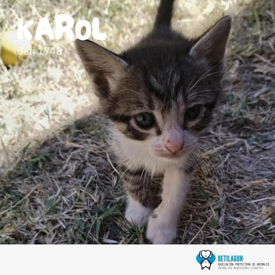 Karol, Mixed Breed for adoption at Betilagun