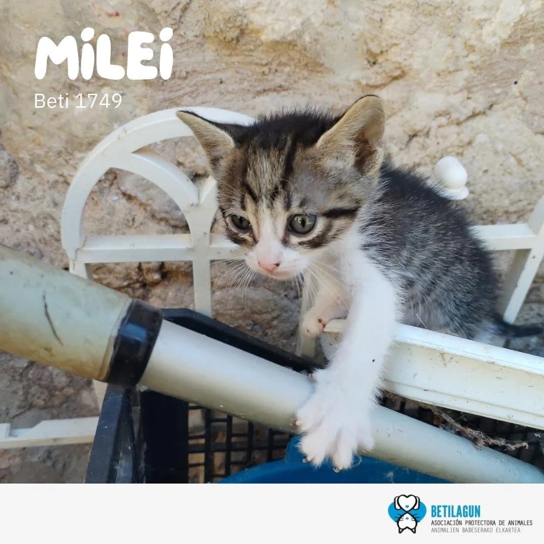Miley, Mixed Breed for adoption at Betilagun