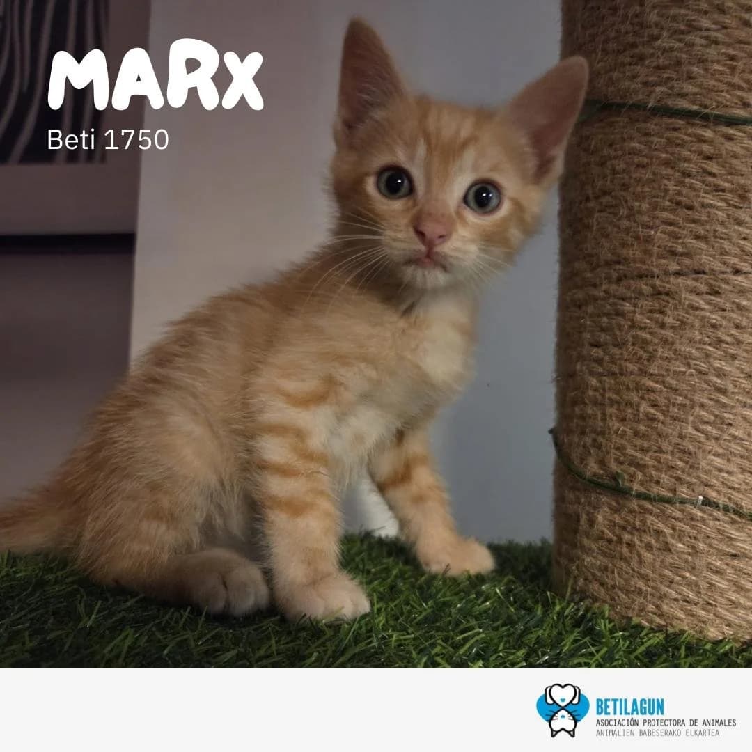 Marx, Mixed Breed for adoption at Betilagun