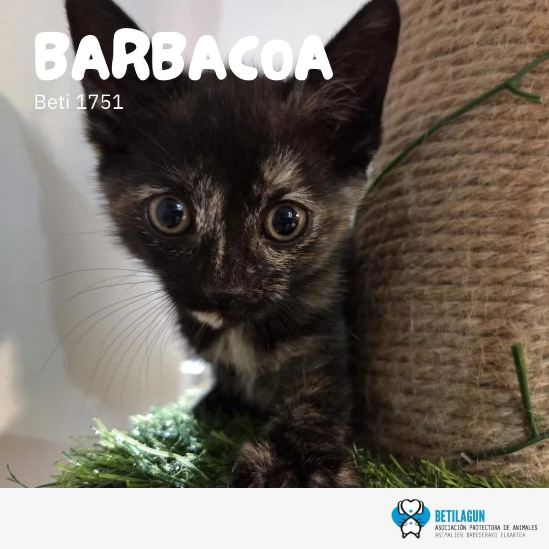 Barbacoa, Mixed Breed for adoption at Betilagun