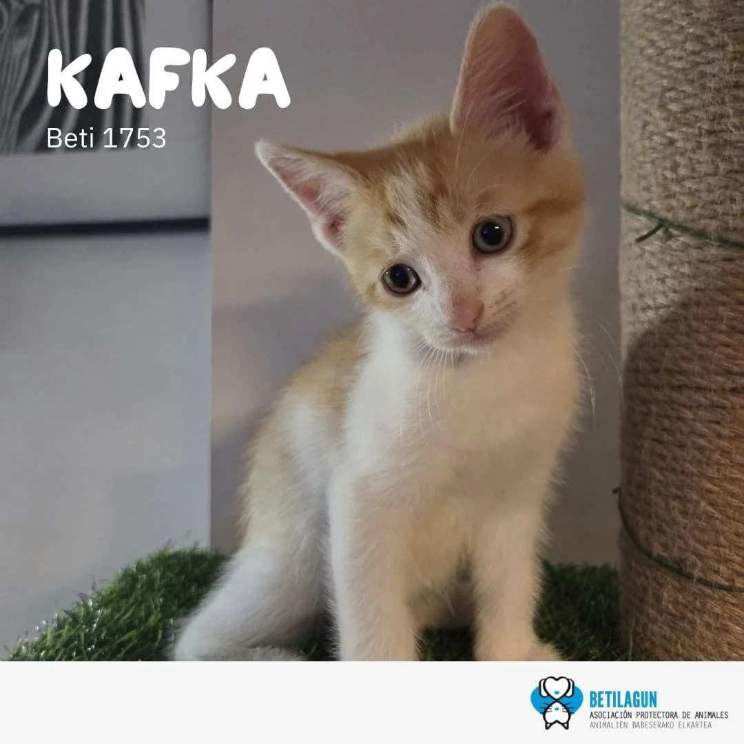 Kafka, Mixed Breed for adoption at Betilagun