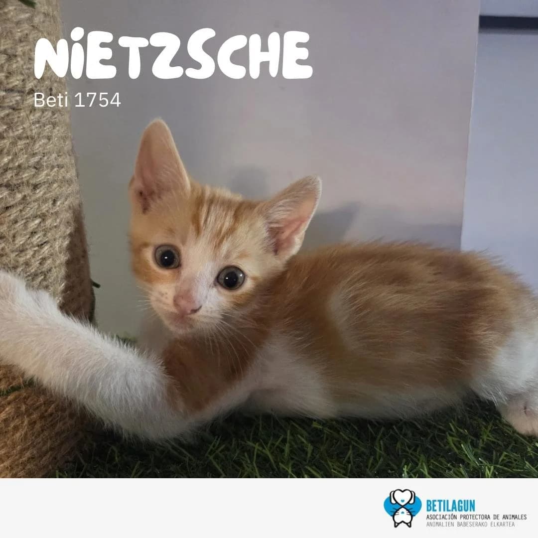 Nietzsche, Mixed Breed for adoption at Betilagun