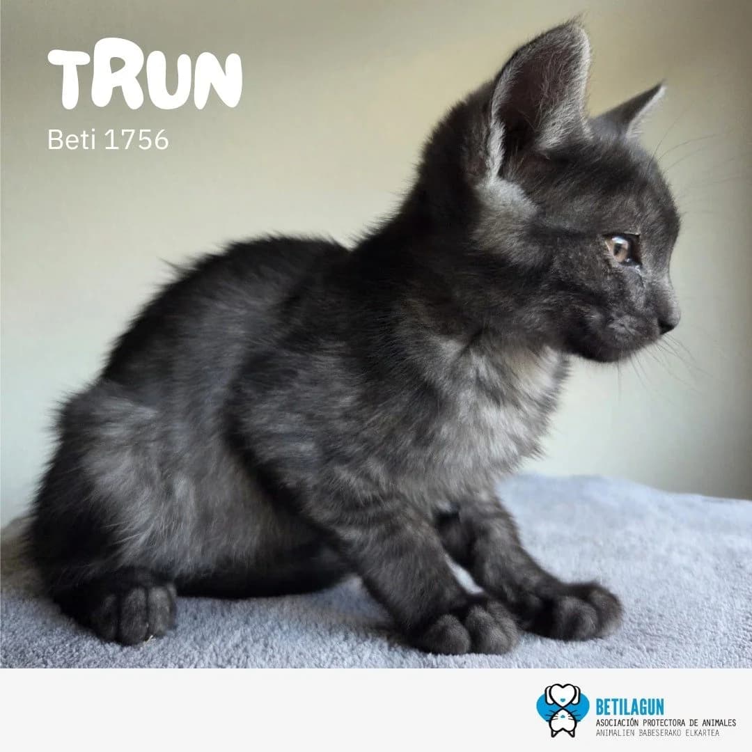 Trun, Mixed Breed for adoption at Betilagun