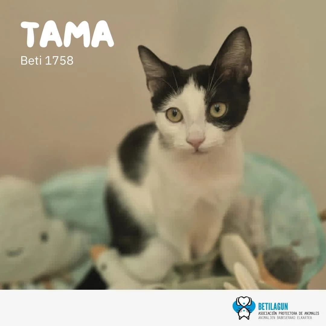 Tama, Mixed Breed for adoption at Betilagun
