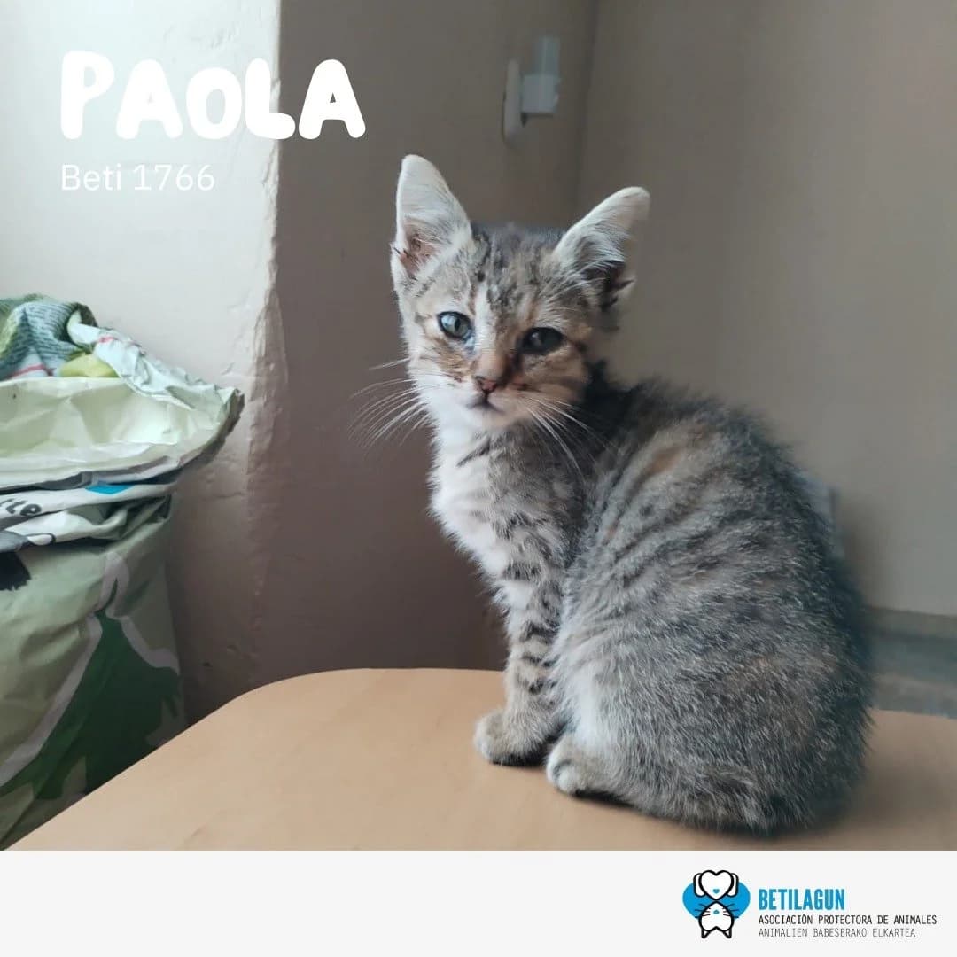 Paola, Mixed Breed for adoption at Betilagun