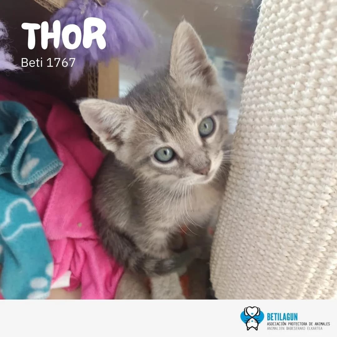 Thor, Mixed Breed for adoption at Betilagun