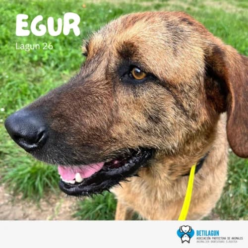 Egur, Mixed Breed for adoption at Betilagun