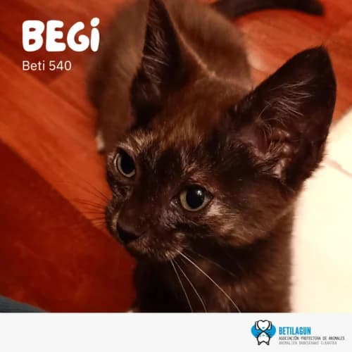Begi, Mixed Breed for adoption at Betilagun