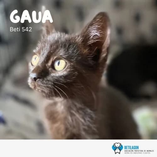 Gaua, Mixed Breed for adoption at Betilagun