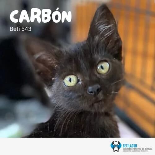 Carbón, Mixed Breed for adoption at Betilagun