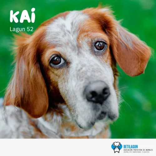 Kai – en preadopción, Mixed Breed for adoption at Betilagun
