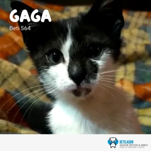 Gaga – en preadopción, Mixed Breed for adoption at Betilagun