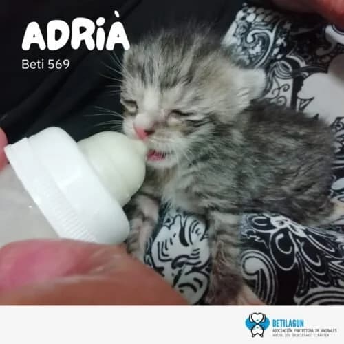 Adrià, Mixed Breed for adoption at Betilagun