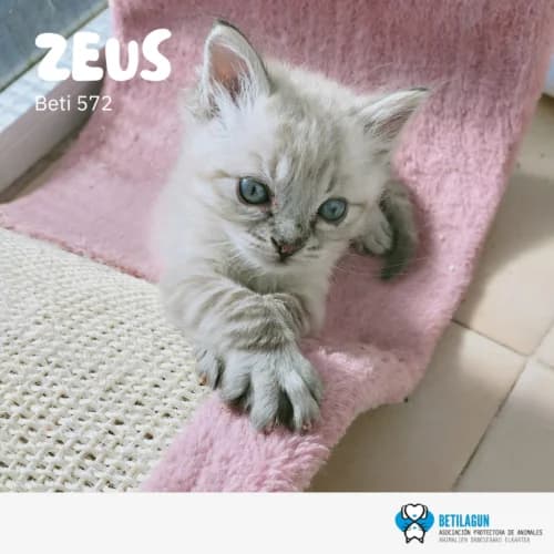 Zeus – en preadopción, Mixed Breed for adoption at Betilagun