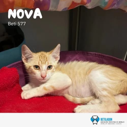 Nova – en preadopción, Mixed Breed for adoption at Betilagun