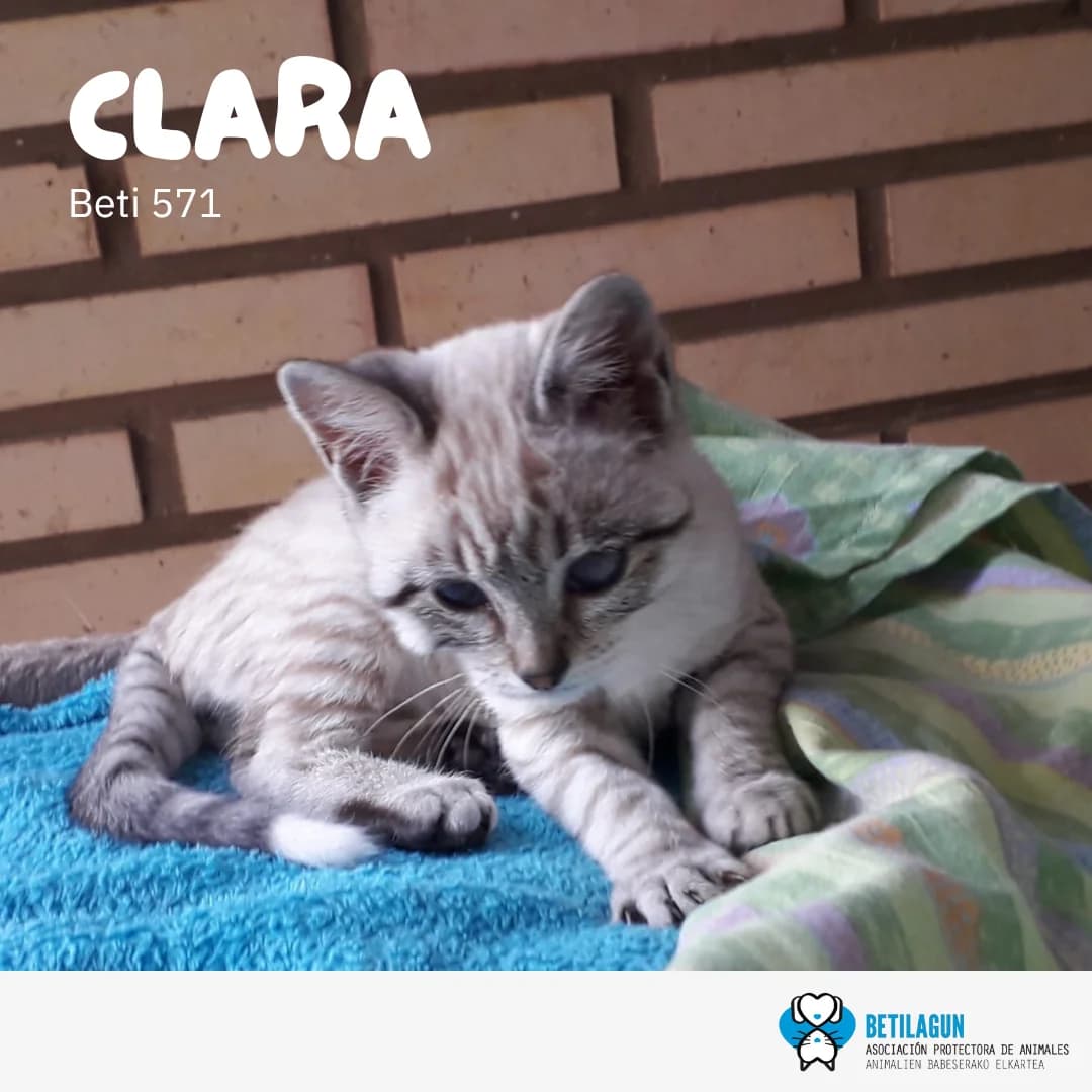 Clara – en preadopción, Mixed Breed for adoption at Betilagun