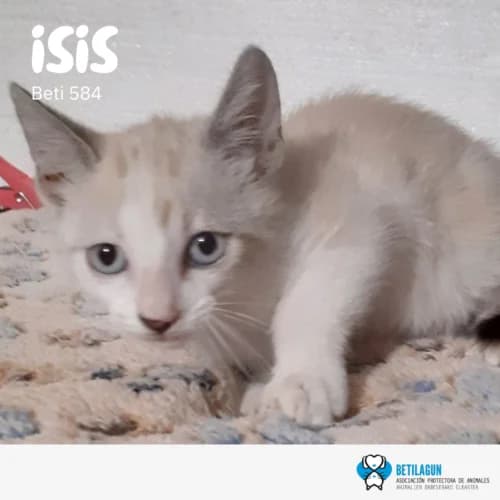 Isis – en preadopción, Mixed Breed for adoption at Betilagun