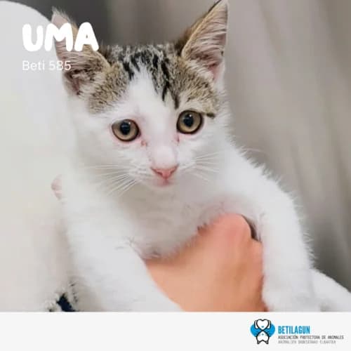 Uma – en preadopción, Mixed Breed for adoption at Betilagun