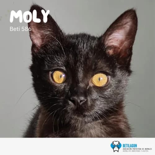 Moly – en preadopción, Mixed Breed for adoption at Betilagun